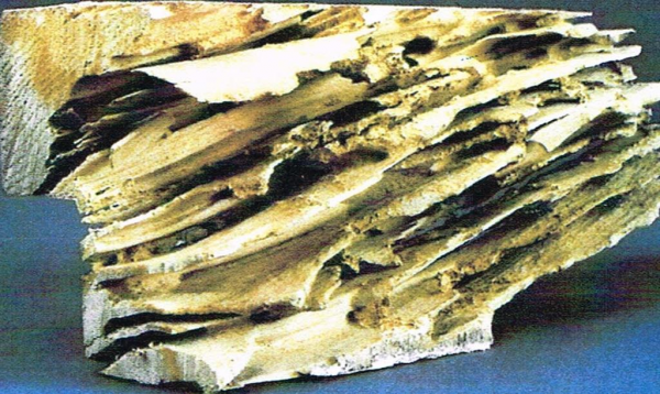 Dégradations termites ( bois feuilleté)